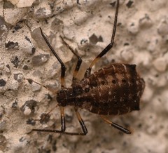 Cinara confinis