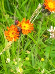 Pilosella aurantiaca