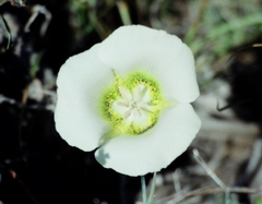 Calochortus gunnisonii