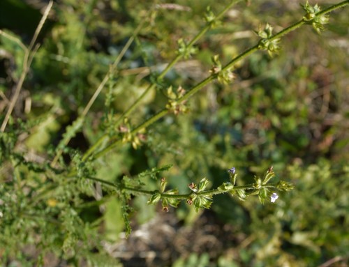 Image of Salvia stenophylla by (c) Hildegard Klein, some rights reserved (CC BY)