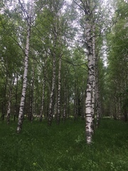 Betula pendula