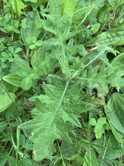 Cirsium vulgare