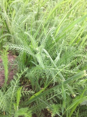 Achillea millefolium