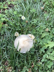 Fungi