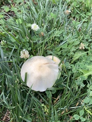 Fungi