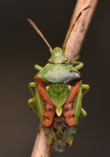 Juniper Shield Bug