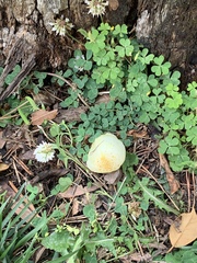 Fungi