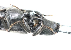 Hemicrepidius hirtus