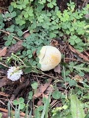 Fungi