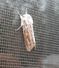 Acronicta lanceolaria