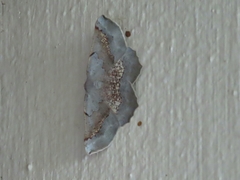 Drepanogynis mixtaria