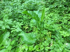 Rumex confertus