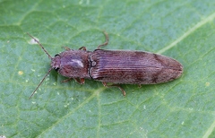 Stenagostus rhombeus