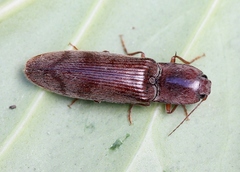 Stenagostus rhombeus