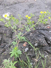 Potentilla intermedia