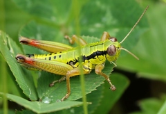 Micropodisma salamandra