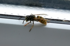 Vespula vulgaris
