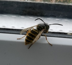 Vespula vulgaris