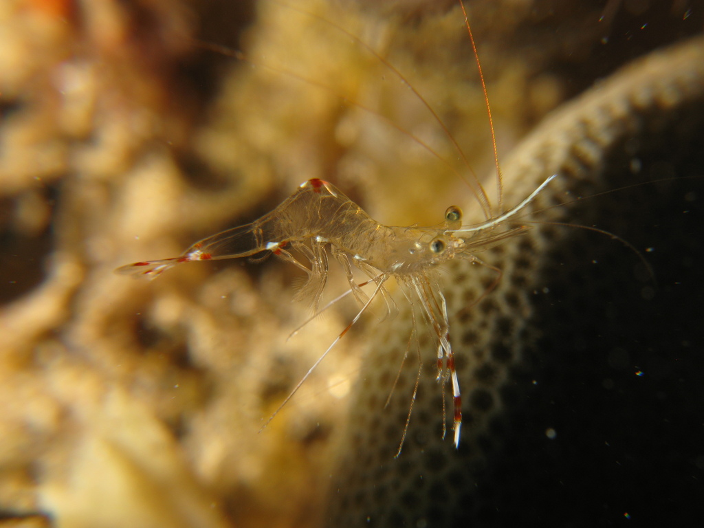 Urocaridella