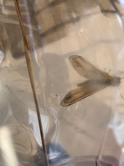 Libelloides ictericus corsicus