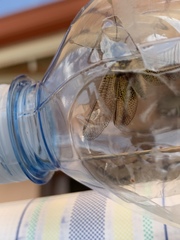 Libelloides ictericus corsicus