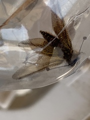 Libelloides ictericus corsicus