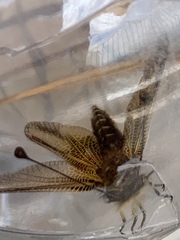 Libelloides ictericus corsicus