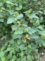 Physocarpus opulifolius