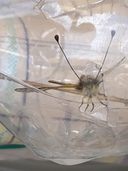 Libelloides ictericus corsicus