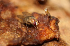 Diptera