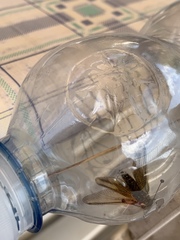 Libelloides ictericus corsicus
