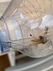 Libelloides ictericus corsicus