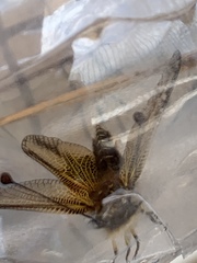 Libelloides ictericus corsicus
