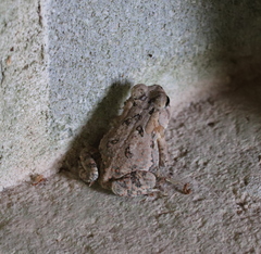 Anaxyrus terrestris