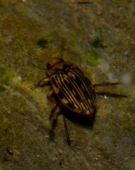 Necterosoma