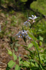 Sisyrinchium albidum