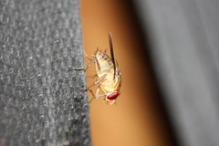 Diptera
