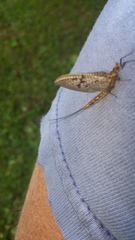 Ephemera guttulata