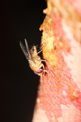 Diptera