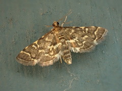Anageshna