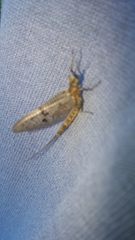 Ephemera guttulata