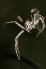 Oxyopes