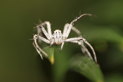 Oxyopes
