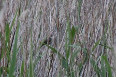 Acrocephalus palustris