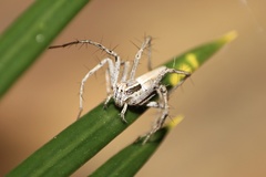 Oxyopes