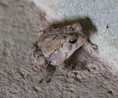 Anaxyrus terrestris