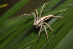 Oxyopes