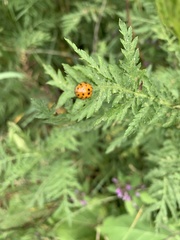 Harmonia axyridis