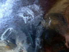 Craterellus sinuosus