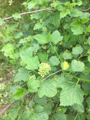 Physocarpus opulifolius